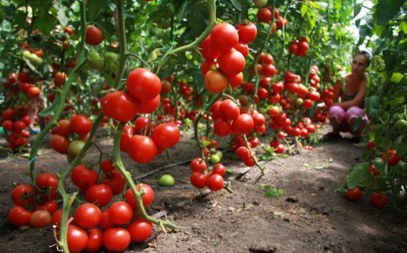 В Сургут едут помидоры из Крыма‍