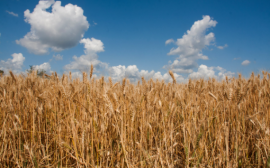 За I полугодие 2024 года Россельхознадзором выявлено более 23 млн тонн зерна, задекларированного с нарушением требований ЕАЭС