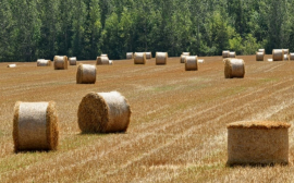 В Югре на развитие сельского хозяйства и коопераций направят 1,8 млрд рублей