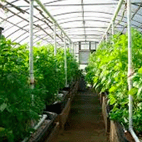 Югорский агрокомплекс будет поставлять овощи в торговые сети региона
