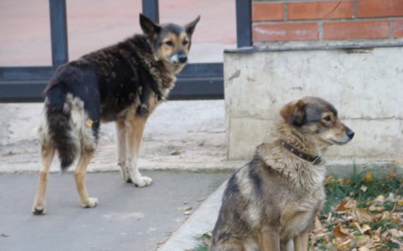 В Сургуте на отлов бродячих собак потратят 37 млн рублей