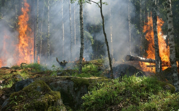 В Югре на тушение лесных пожаров израсходовали 641 млн рублей