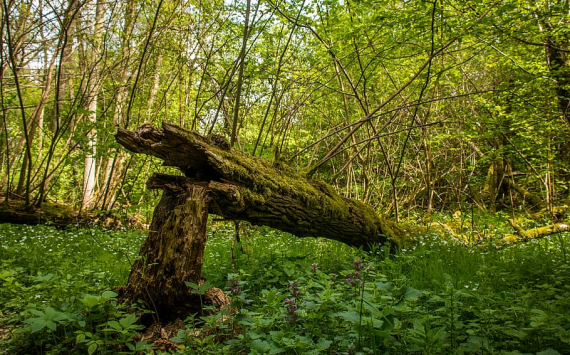 В Югре активно восстанавливают лесные ресурсы