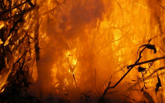 Власти Югры выделили 130 млн рублей на борьбу с лесными пожарами