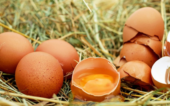 В Югре запустят предприятие по производству племенного яйца