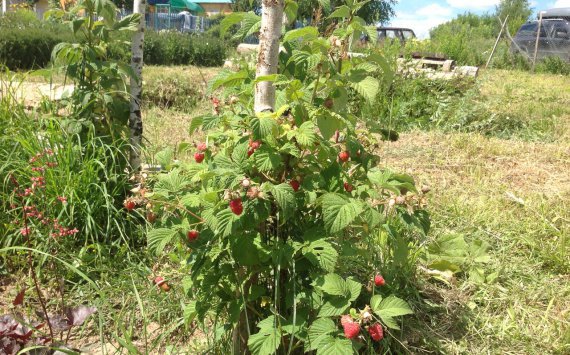 В Югре открывается плодово-ягодный питомник‍