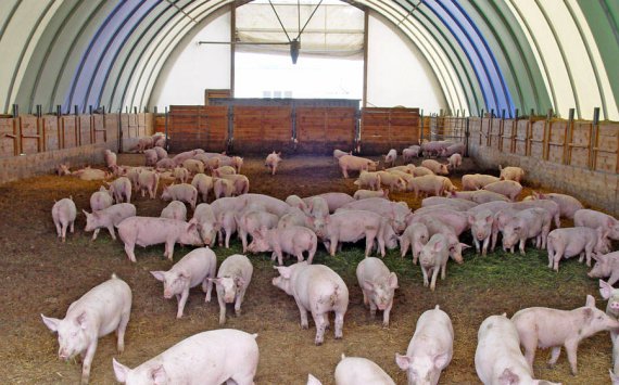 Ввоз в Югру свинины из Омской области временно запрещён