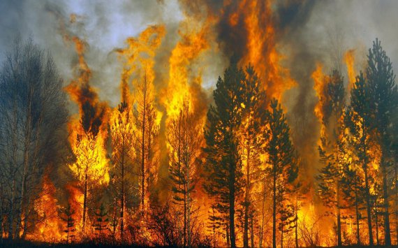Югра направит на охрану лесов от пожаров‍ почти 1 млн рублей